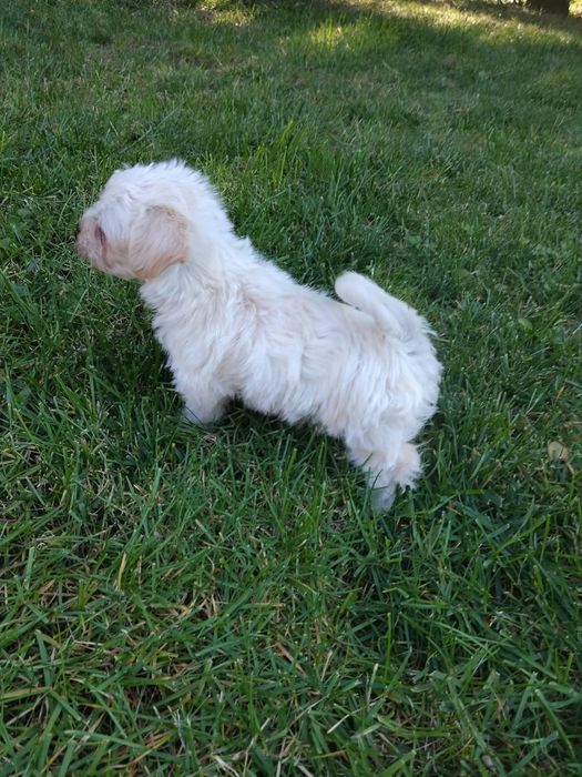 Maltanczyk/Shih Tzu hybryda