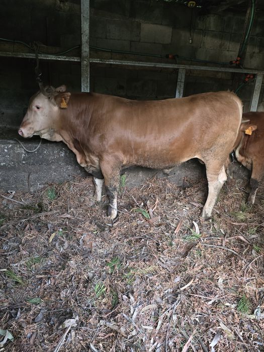 Vitelo raça minhota