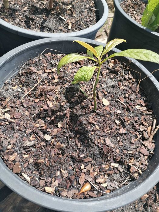 Vende-se Planta de Pera Abacate