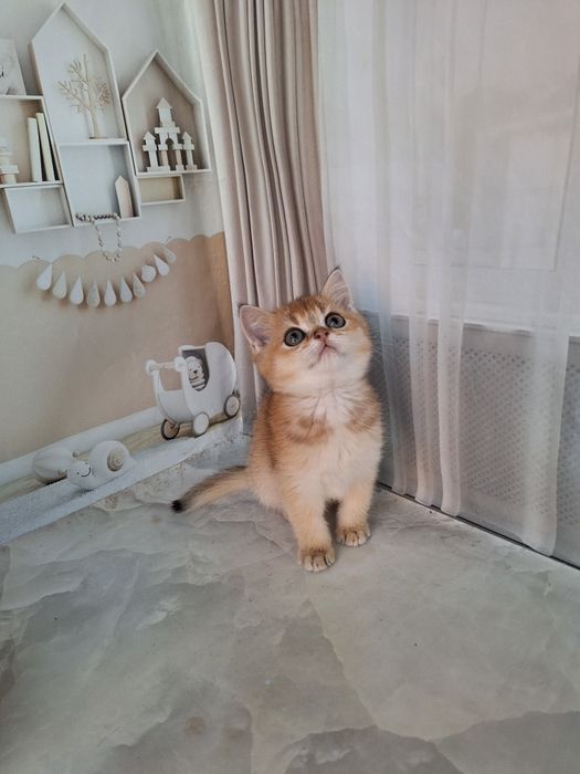 Британська золота шиншила