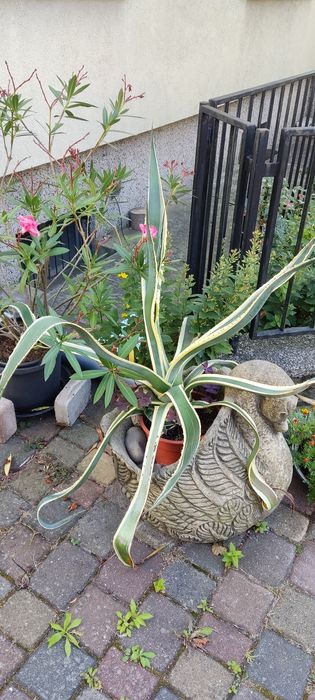 Sprzedam dużą agawę