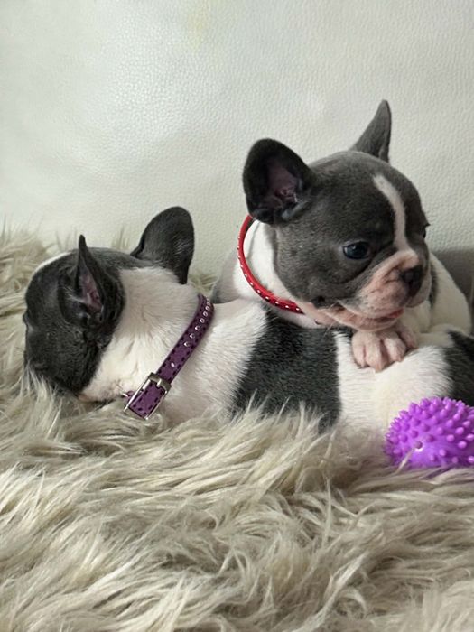 Buldog Francuski