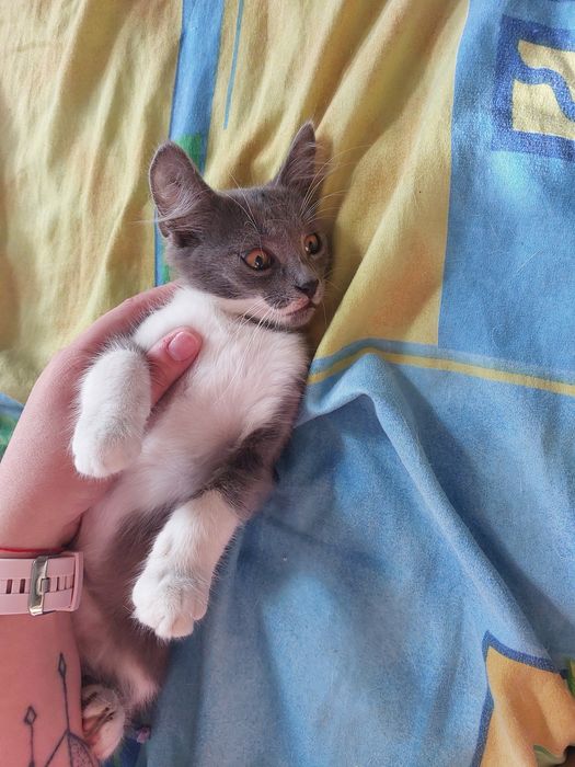 Віддам кошеня безкоштовно