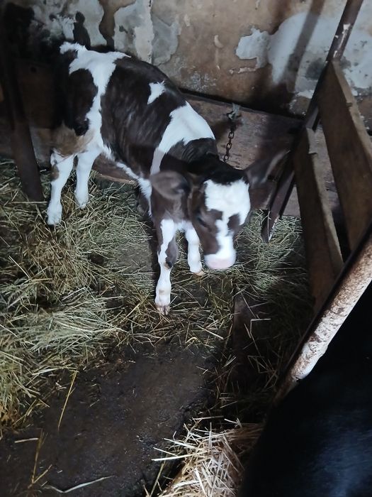 Продам  теличку  .        .