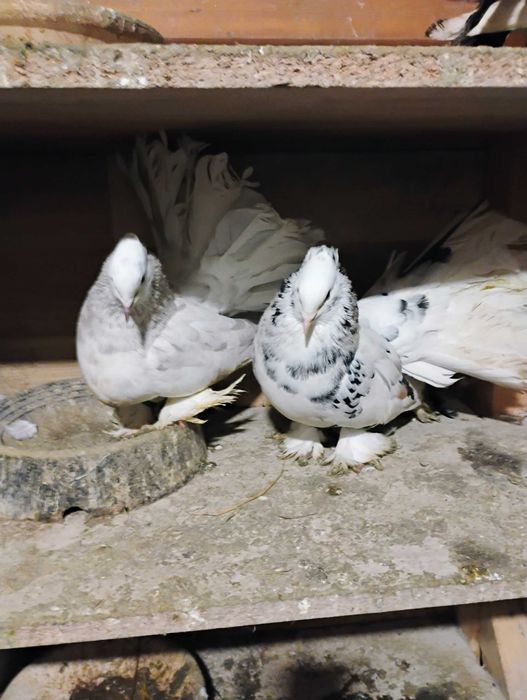 Sprzedam pawiki indyjskie