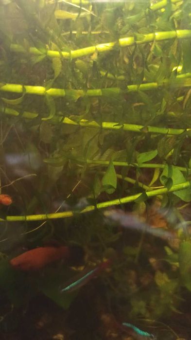 Водоросли. Пучок 5 грн.