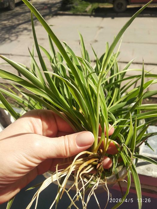 Хлорофітум. Хлопофітум