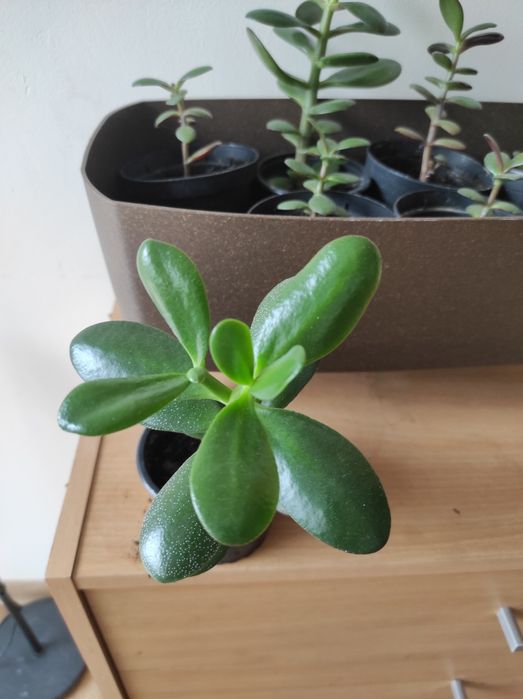 Kwiatek Grubosz - drzewko szczęścia