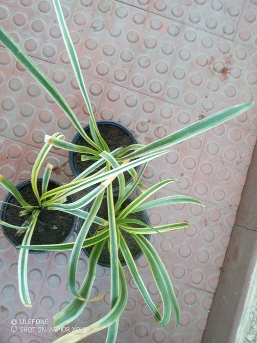 Plantas Liriope Moneymaker