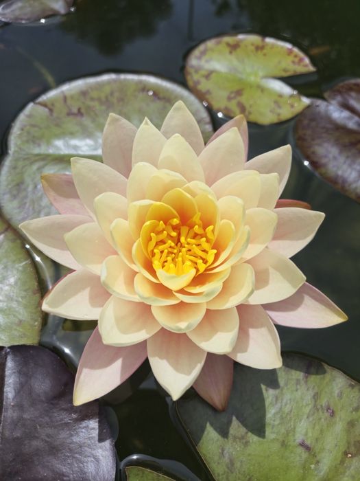 Plantas de lago Nenúfares
