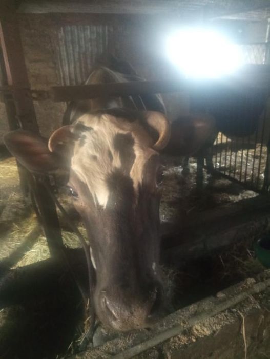 Продам молочних корів