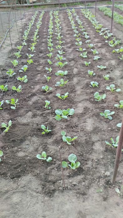 Рассаду капусты Лауда F1