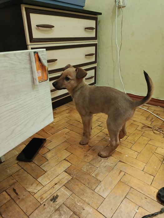 собачка шукає дім