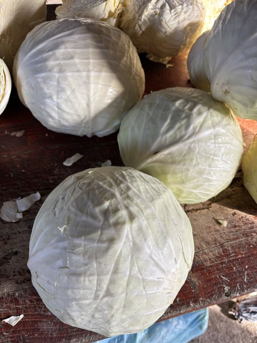 Kapusta                     „ kronos  ”