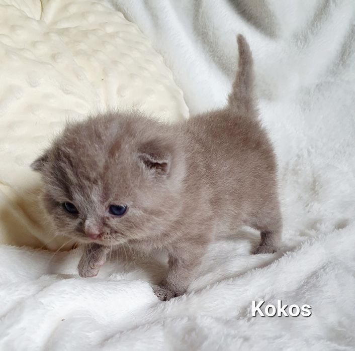 Kocurek brytyjski liliowy