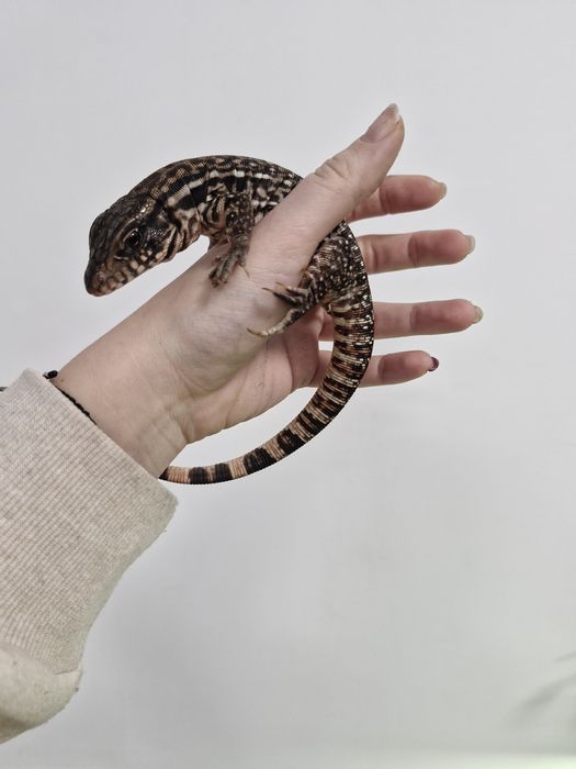 Jaszczurka Różowa  waranowate Czerwony