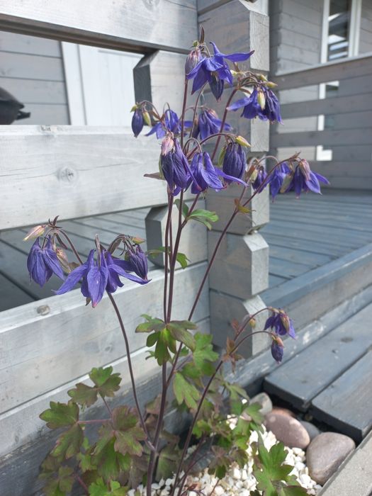 DOMKI nad morzem 400m od plaży GĄSKI klimatyzacja aneks parking