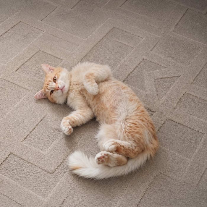 Бесплатно кот( мальчик)