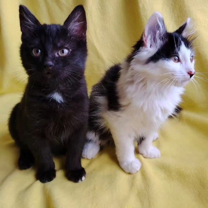 Большой выбор котят бесплатно