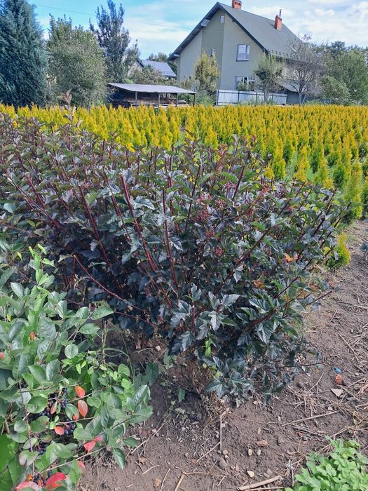 Пухироплідник калинолистий Ред Барон