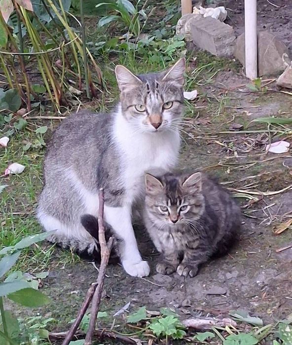 Кошенята в добрі руки.