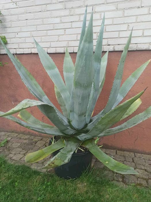 Piękna Agawa w donicy