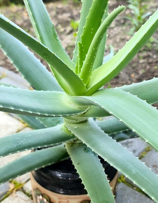 Алоє вера 5 років - лікувальна рослина, гарна, невибаглива.