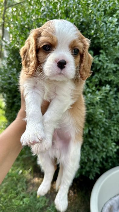 Кавалер Кінг Чарльз Спаніель