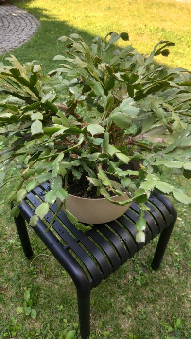 Oddam dużego "grudnika"