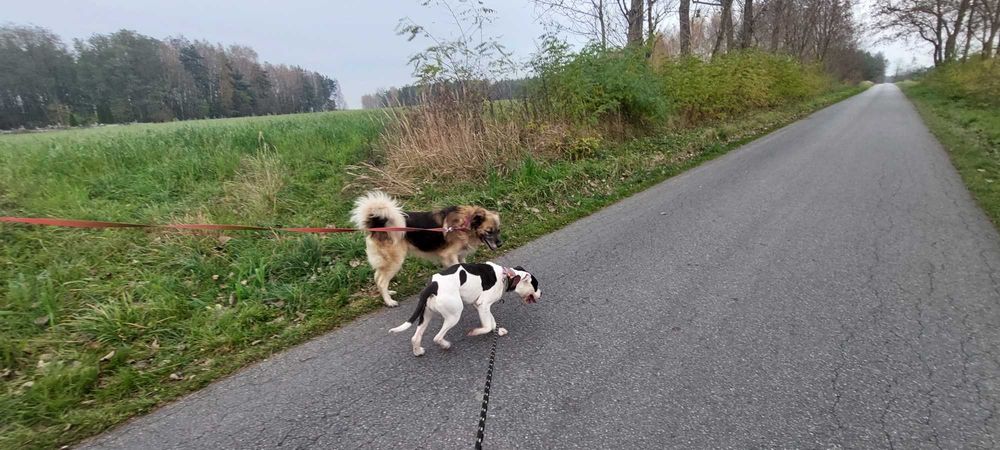 Piękna Ami szuka domu