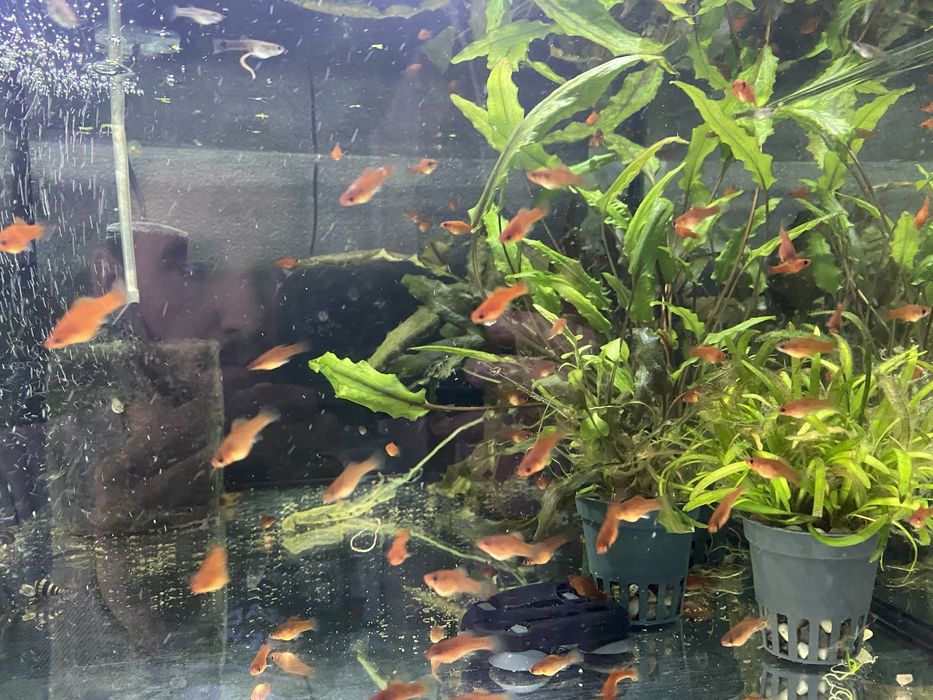 Młode mieczyki czerwone