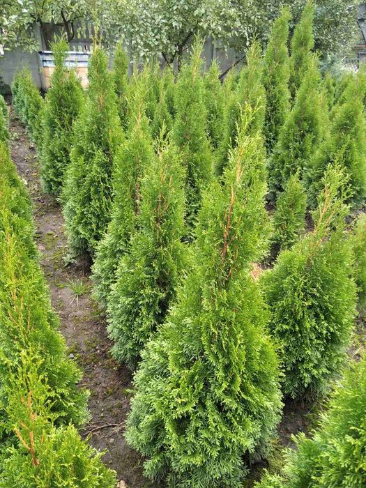 Найнищі ціни. Туя смарагд від 1 м до 6 м