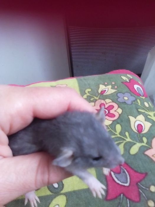 Продам декоративных крысят Рекс и  Дабл рекс