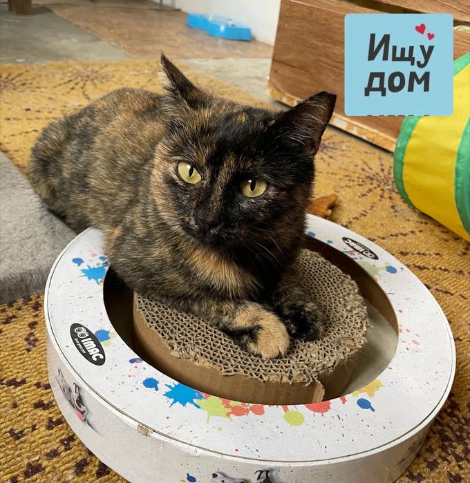 Кошечка в добрые руки