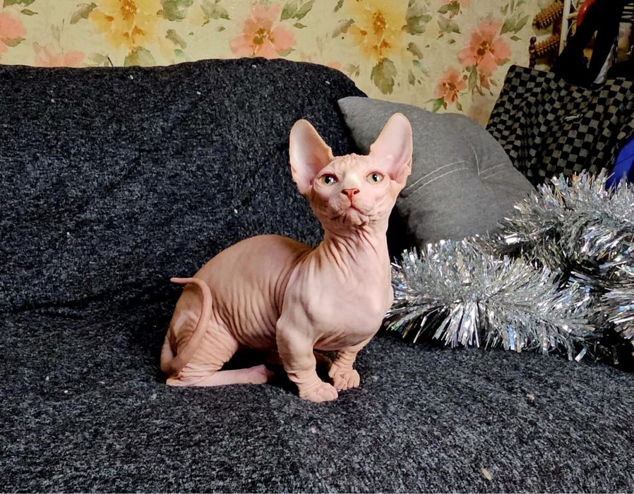 Улюбленці доя родини