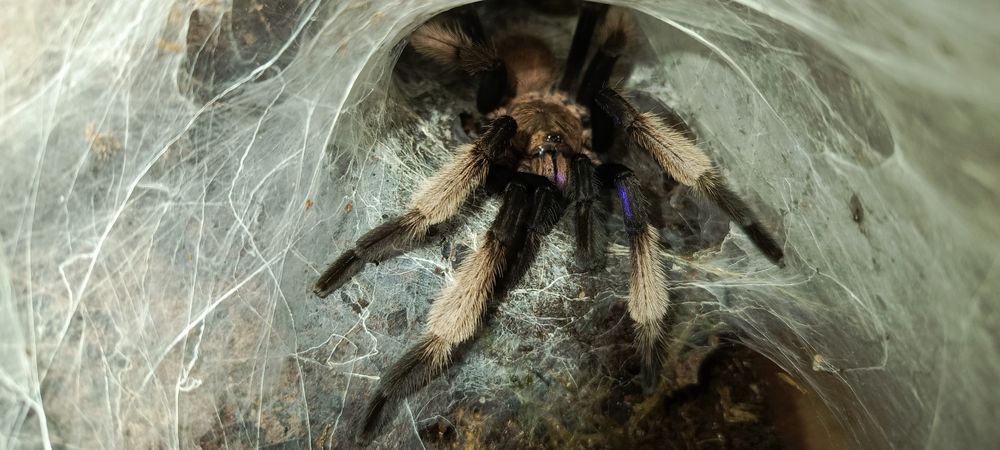 Ptasznik Chilobrachys natanicharum NS
