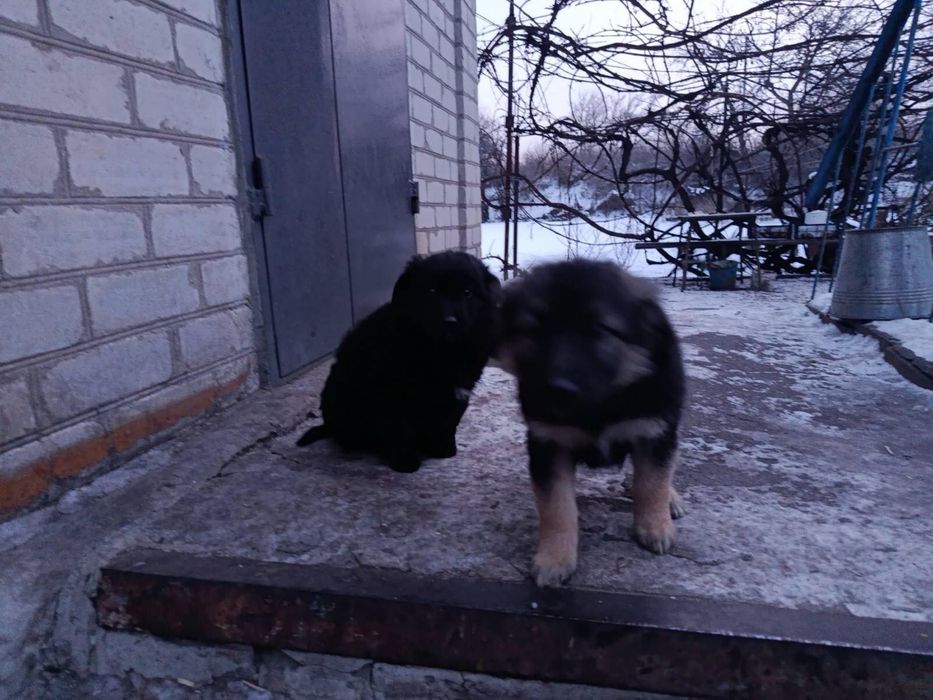 Щенки метисы овчарки БЕСПЛАТНО
