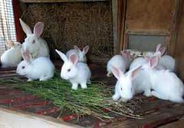 Кроленята, панони, фландри, бургунди, велетні, метелики, термон, кролі