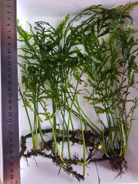 Продам  акваріумні рослини