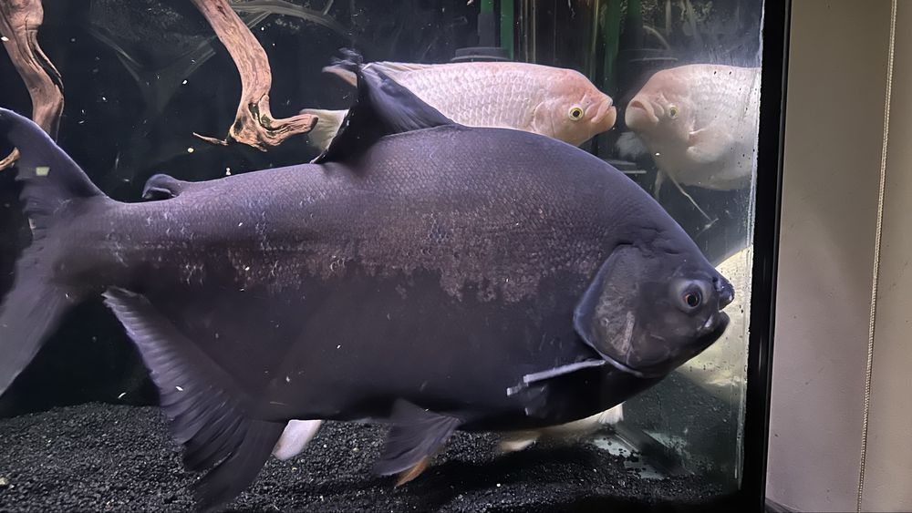 Pacu pirania (Bardzo duza)