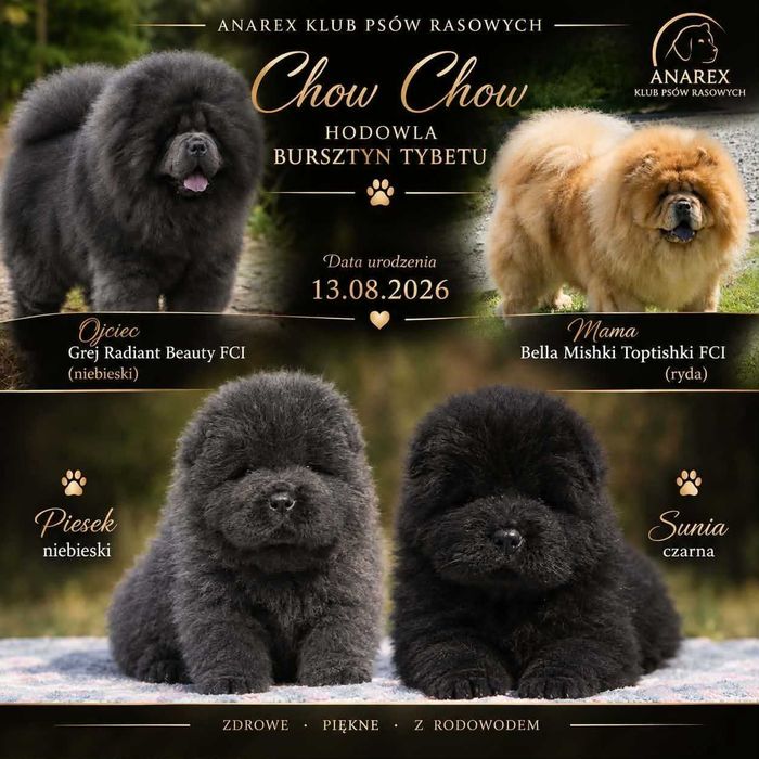 Szczeniak Chow Chow