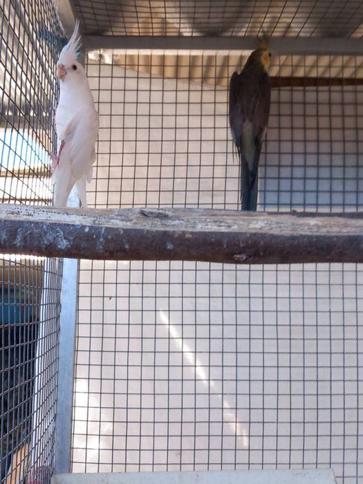 Casal, caturras rosicolis