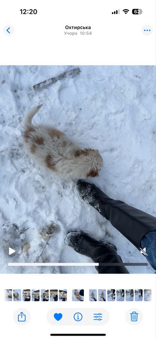 Цуценята шукають дім (від 22.10) - хлопчик