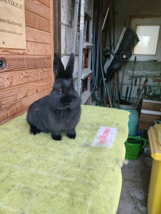 Wiedeński czarny samce samicę