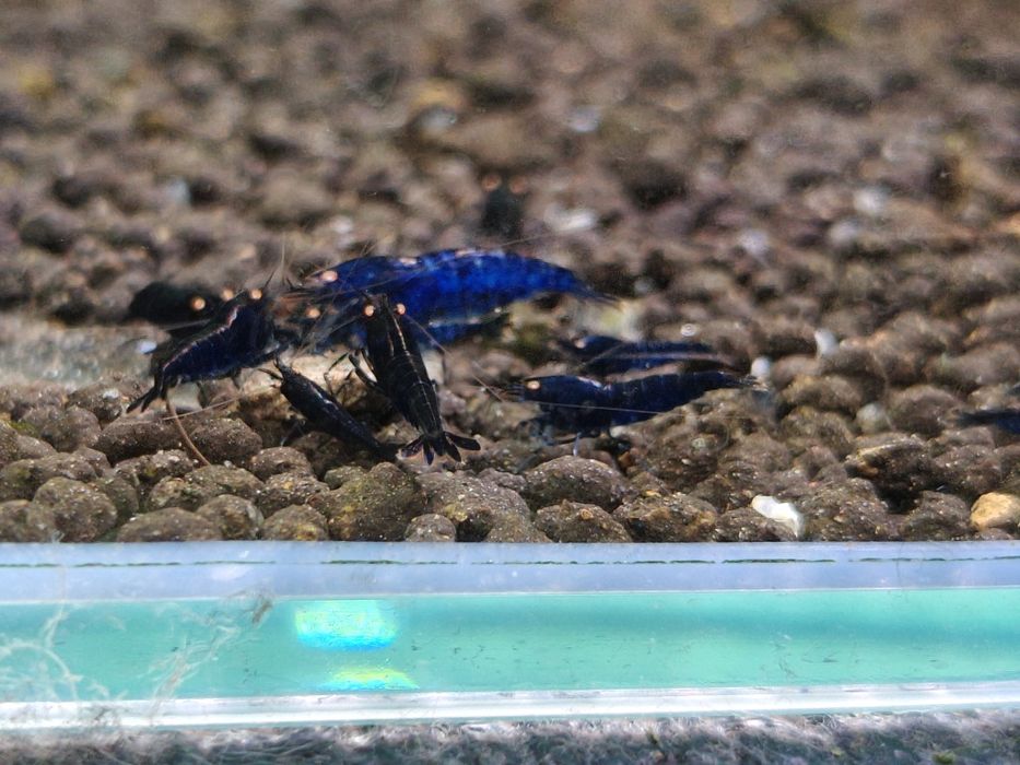 Krewetki Caridina Royal Blue Tiger OE