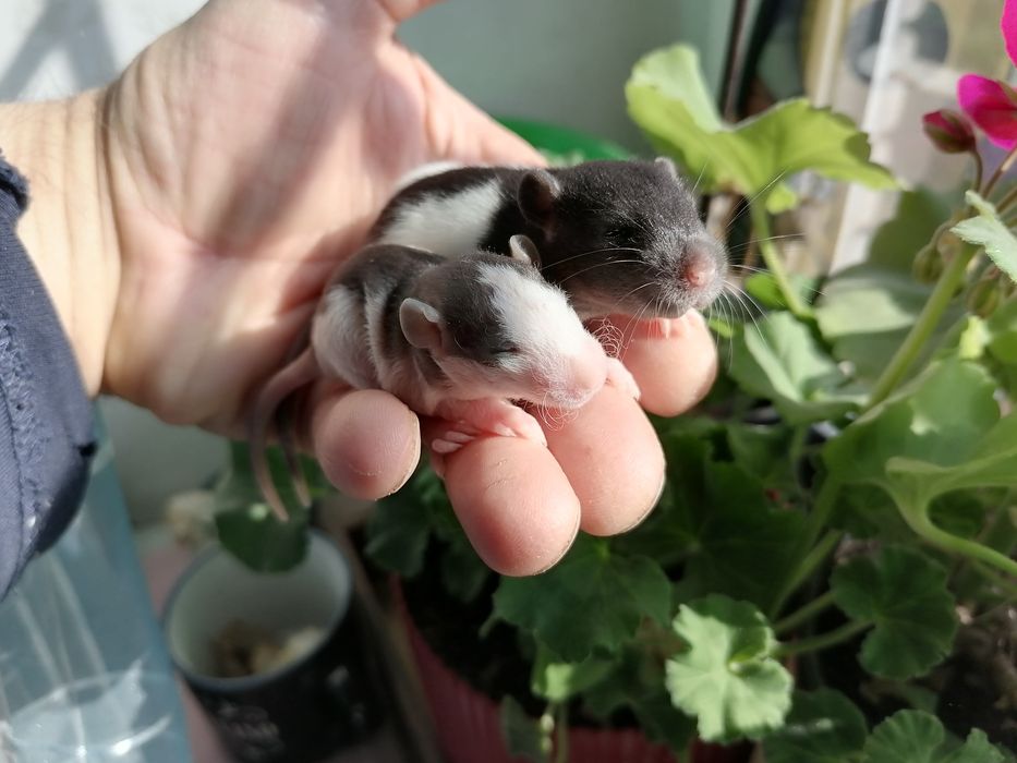 Крыски домашние,Сфинкс, умные , 1 месяц от рождения.