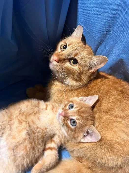 Ruda kotka do adopcji