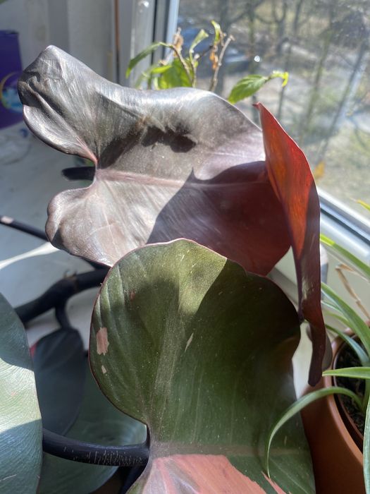 Kwiat kolekcjonerski  rododendron Pink Princess