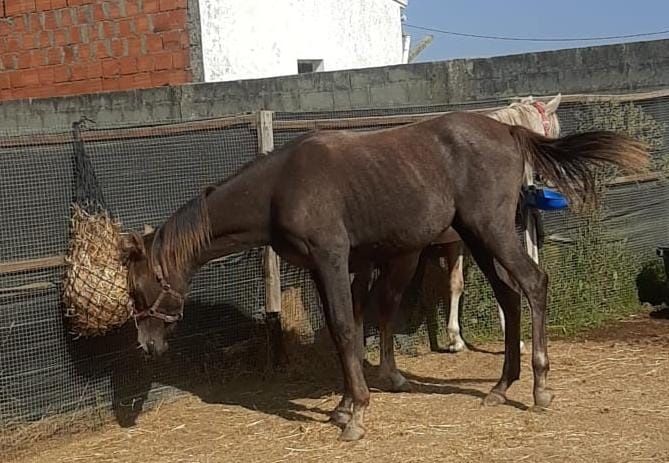 Poldra Puro-Sangue Árabe