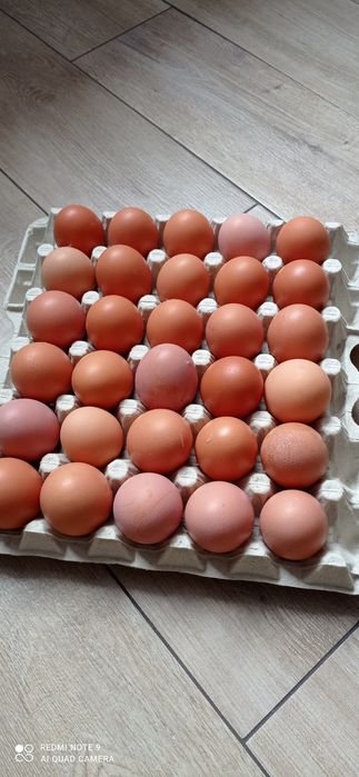 Świeże wiejskie jaja kurze z własnego gospodarstwa